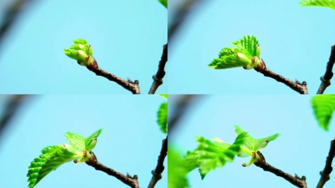 植物茶叶树叶生长延时摄影