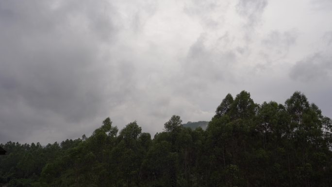 阴天森林乌云飘过树林阴雨天森林大景松树林