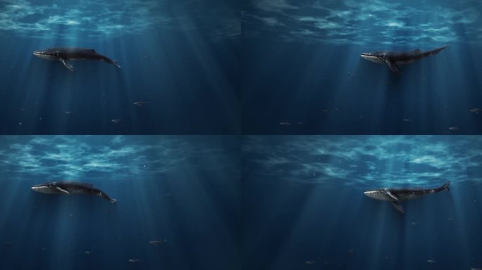 海底鲸鱼