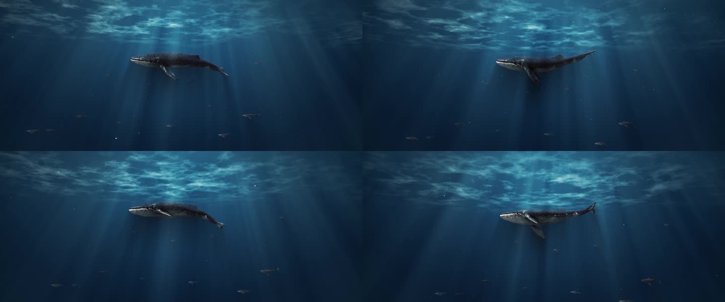 海底鲸鱼