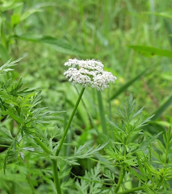 雨中的清新小花草