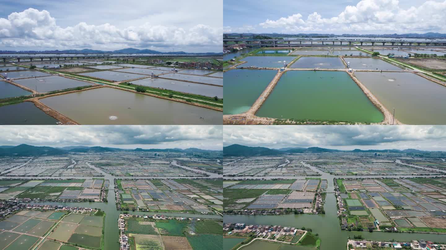 基围虾水产养殖业绿色养殖水产广东养殖强镇