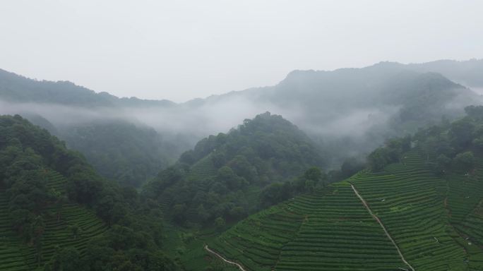 杭州梅家坞西湖龙井茶园云雾航拍