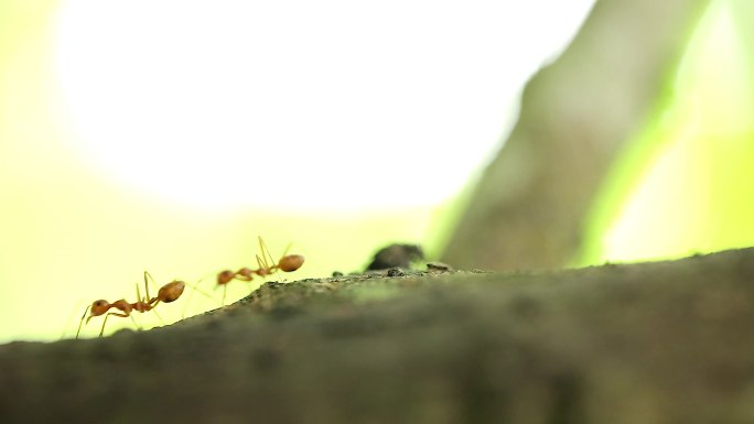 黄金蚂蚁