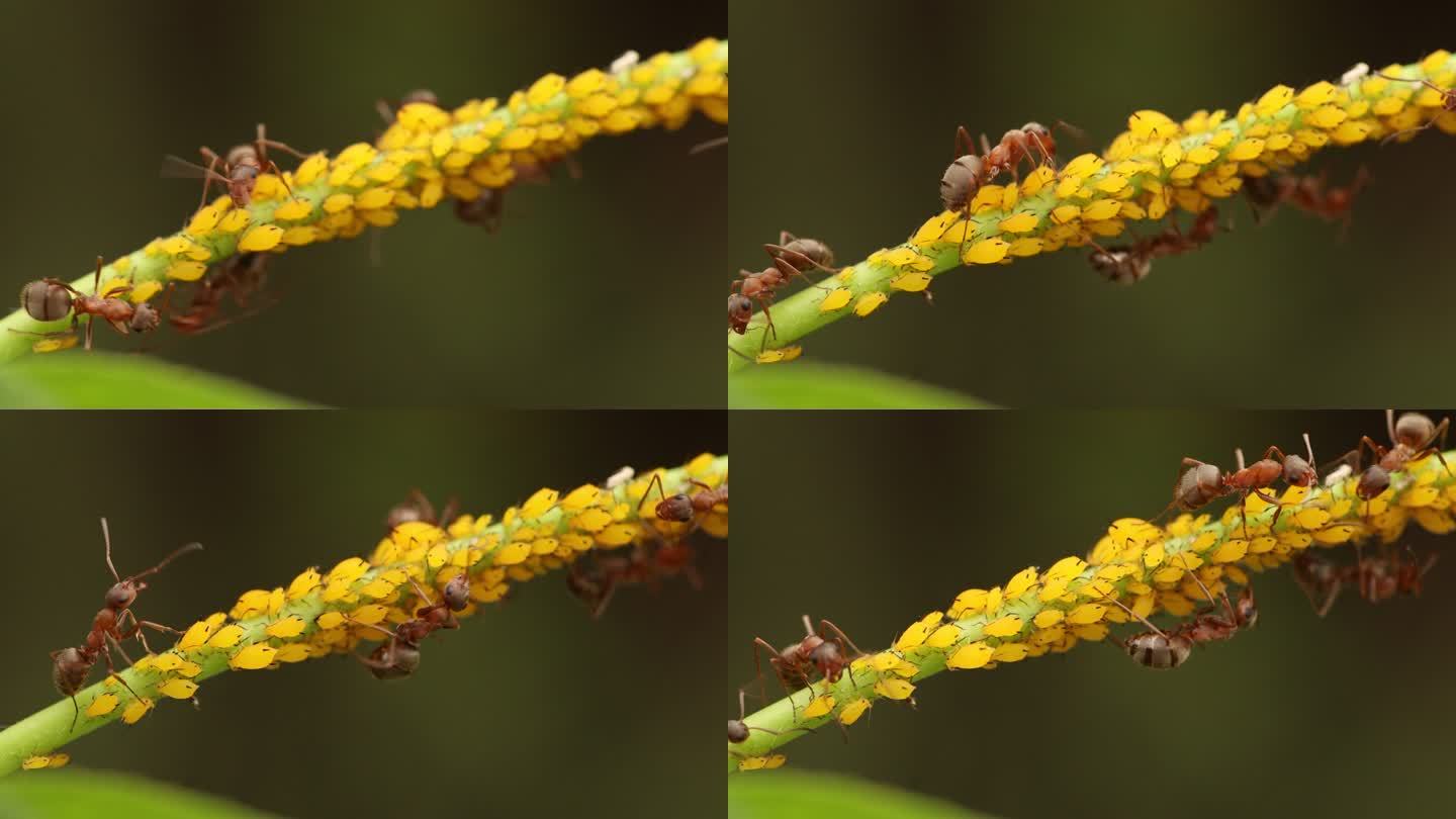 蚂蚁放牧蚜虫