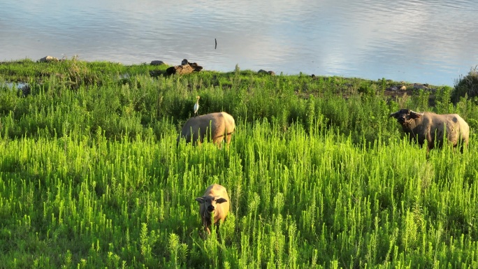 河边湖边草地水牛吃草白鹭夕阳唯美环境生态