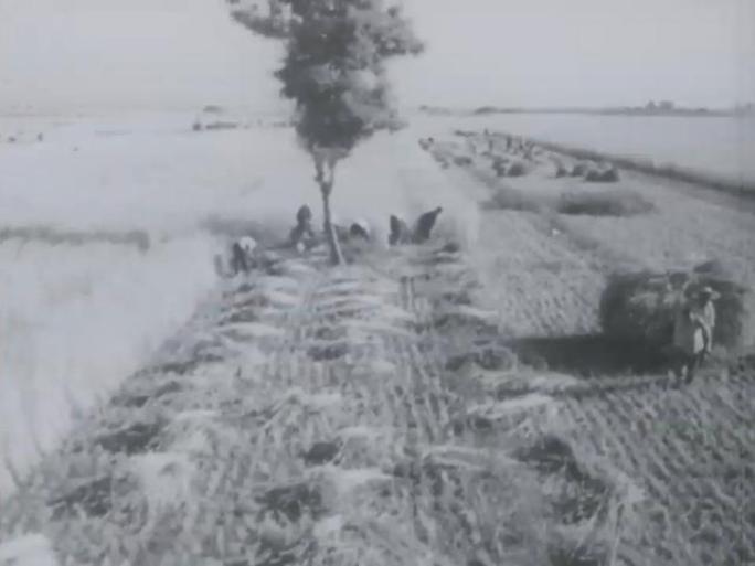 60年代 农民割麦子 小麦丰收