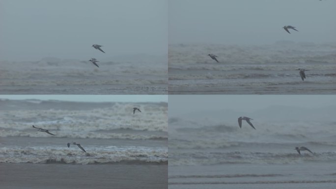海鸥在海面飞行 逆风飞翔 燕鸥 海鸟