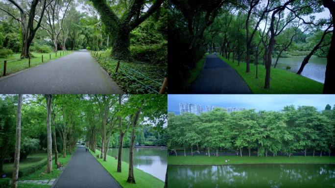 航拍广州中国科学院华南植物园道路