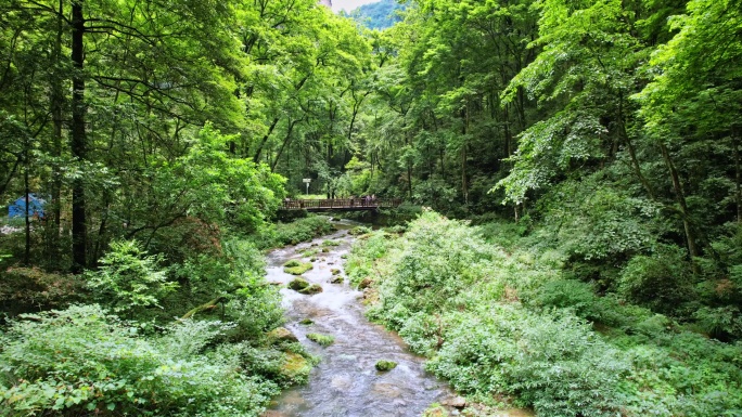 张家界金鞭溪溪流河水溪流山泉河流山水