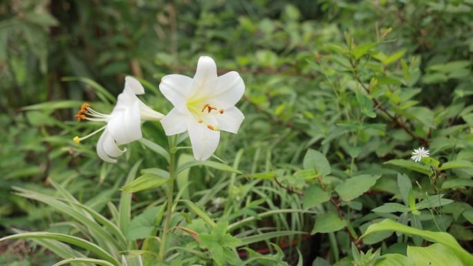 盛开的百合花