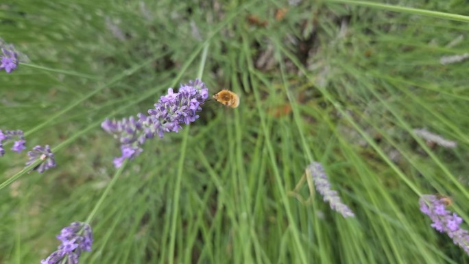 大蜂蝇在薰衣草花上采集花蜜