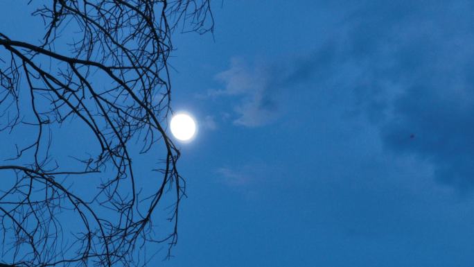 夜晚枯树枝头月亮明月唯美安静凄凉蓝色天空