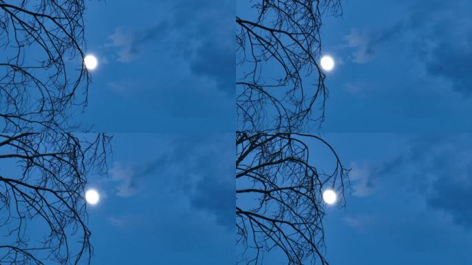 夜晚枯树枝头月亮明月唯美安静凄凉蓝色天空