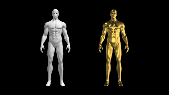 人体三维模型AE模板