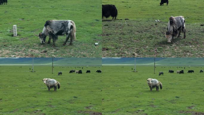 草地上的牛吃草