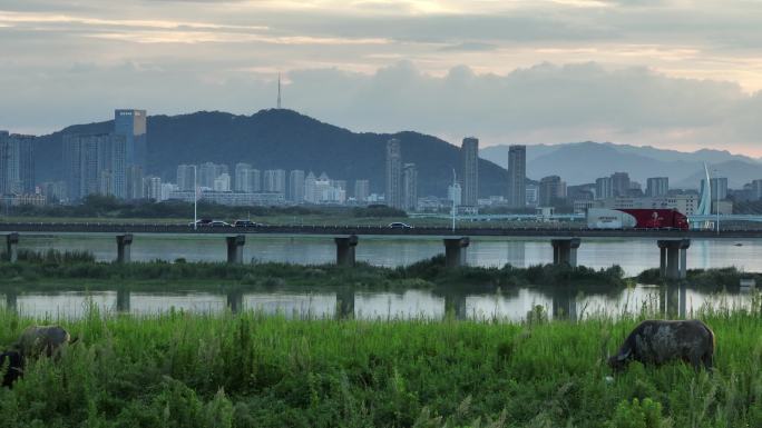 浙江诸暨高湖城市桥道路湖边草地水牛吃草鸟