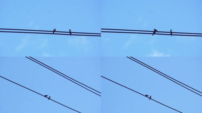 电线杆上的小鸟 电线杆 小鸟 麻雀