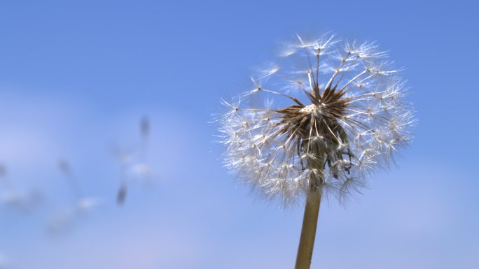 蒲公英飞播种种子希望