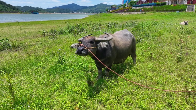 水牛