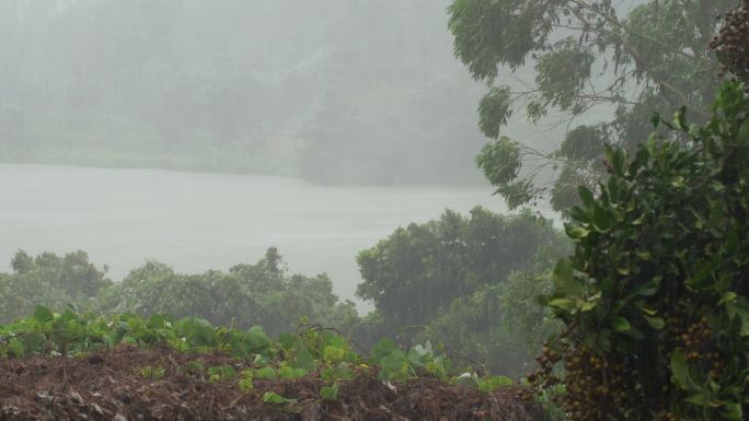 森林狂风暴雨风吹树林风吹雨打树木台风下雨