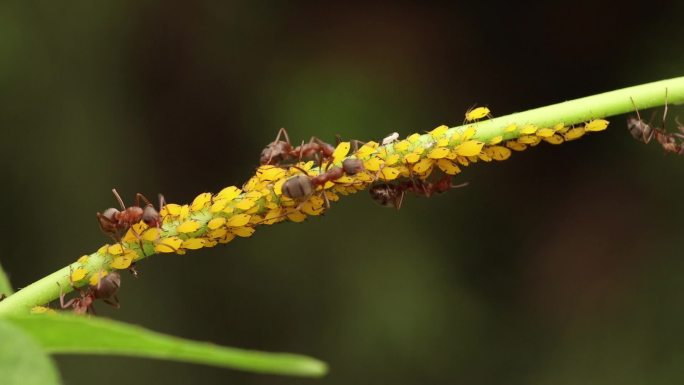 蚂蚁爬来爬去的视频