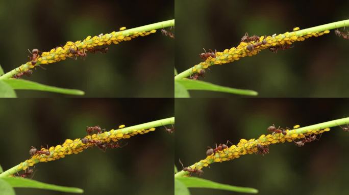 蚂蚁爬来爬去的视频