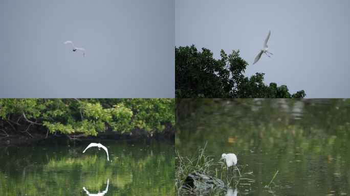 白鹭 湿地 白鹭捕食 白鹭飞翔 湖面飞鸟