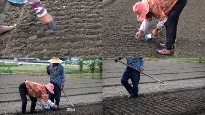 农民下田种植播种撒肥料