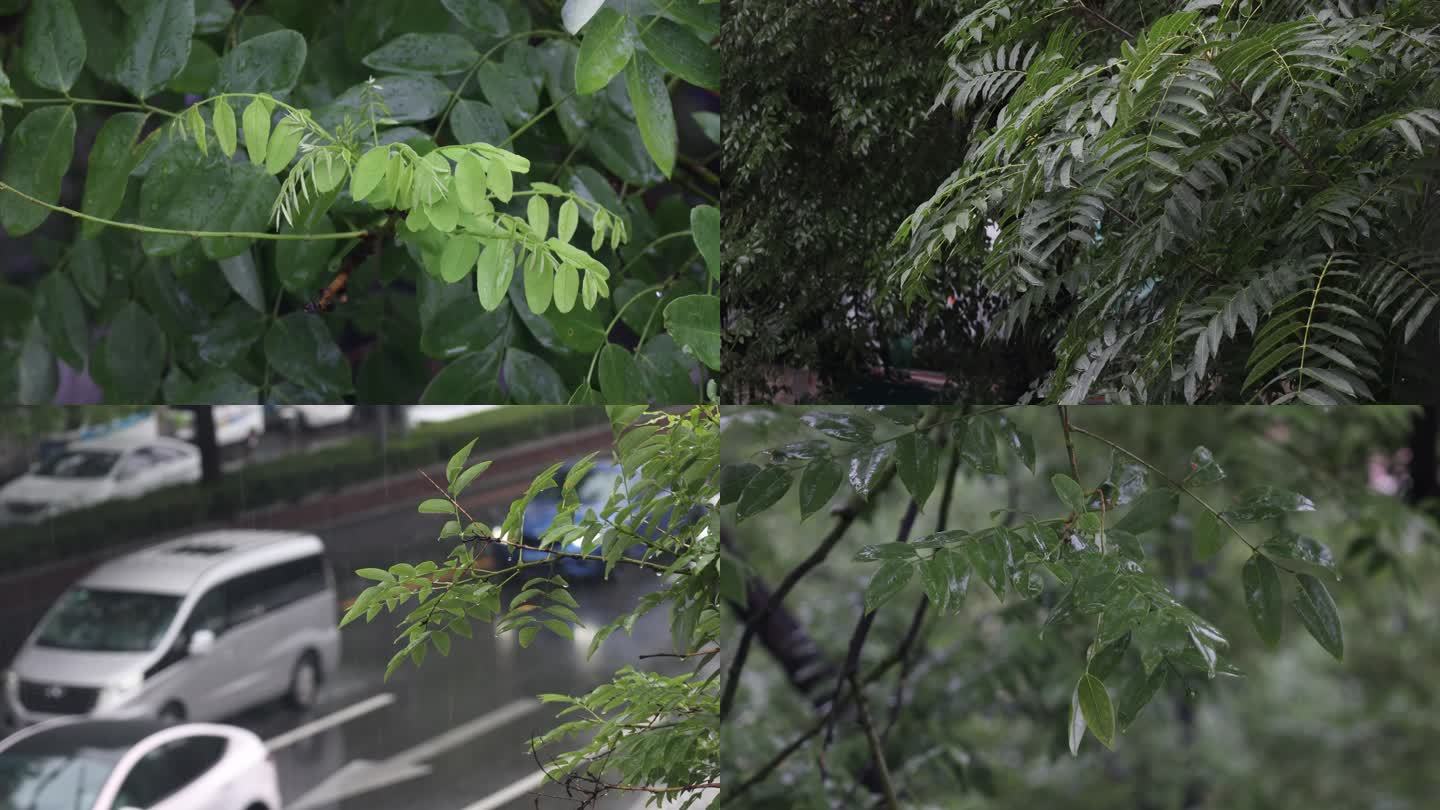 城市下雨树木台风暴雨雨中树木雨中空镜节气