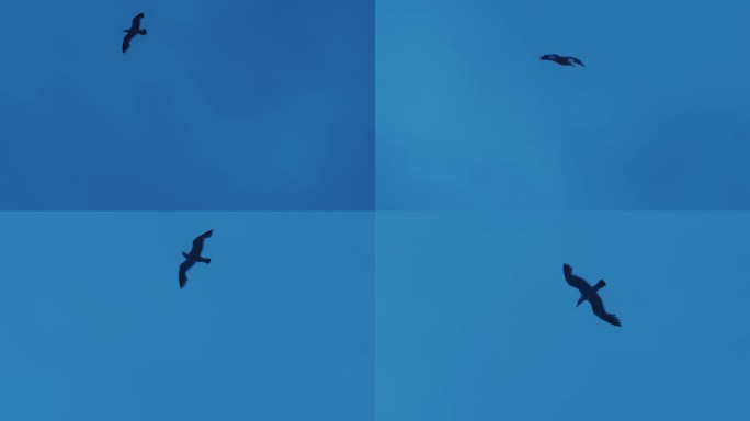 飞翔在天空的海鸥