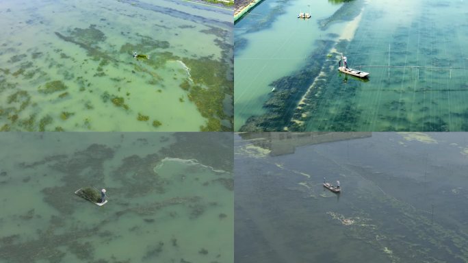 保护环境清理河藻太湖水