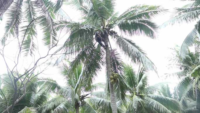 椰树 爬椰树 采椰子 开椰子 手工开椰子