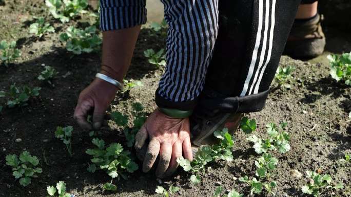 农民下田用手除杂草手除野草粗手