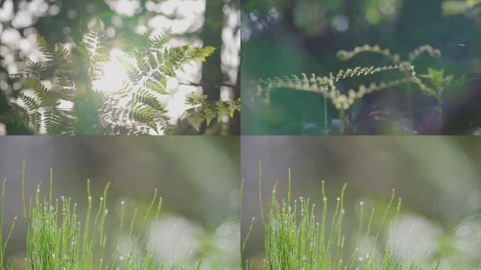 阳光雨露