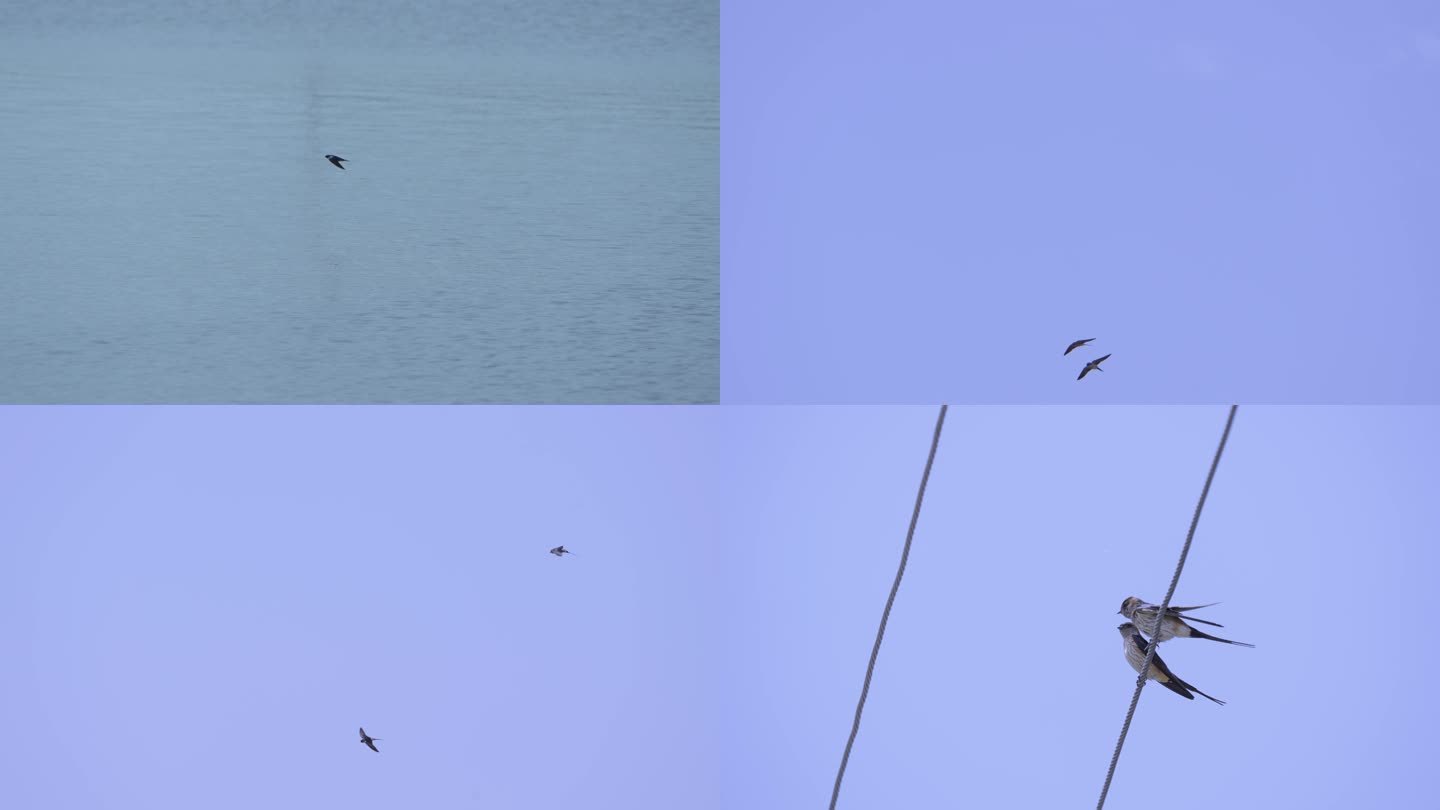 燕子在水面飞 停在电线上 4K