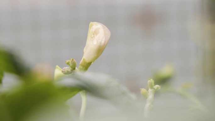 4K_暴雨后的豇豆花