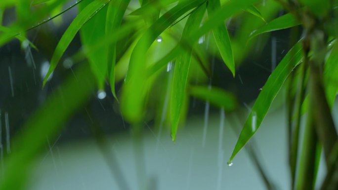 雨景竹叶古色古香雨景下雨天实拍4K唯美