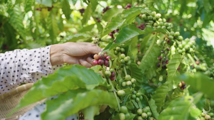 罗布斯塔咖啡豆咖啡种植咖啡树咖农采摘生豆
