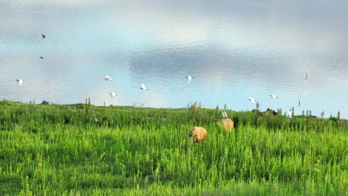 河边湖边草地水牛吃草一群白鹭鸟飞过唯美