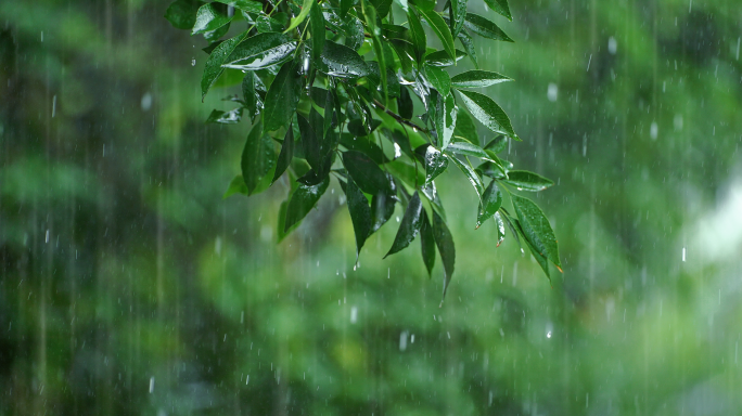 下雨大雨暴雨清新空镜雨景树叶雨滴