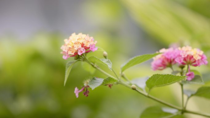 公园花圃绿色植物小花朵实拍素材