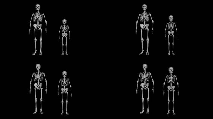 儿童骨骼长大带透明通道