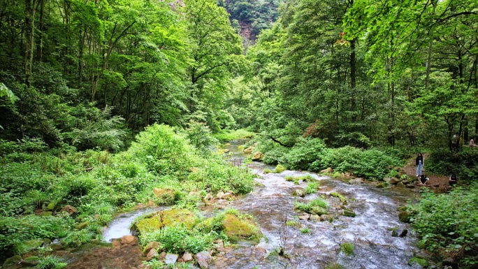 张家界金鞭溪溪流河水溪流山泉河流山水