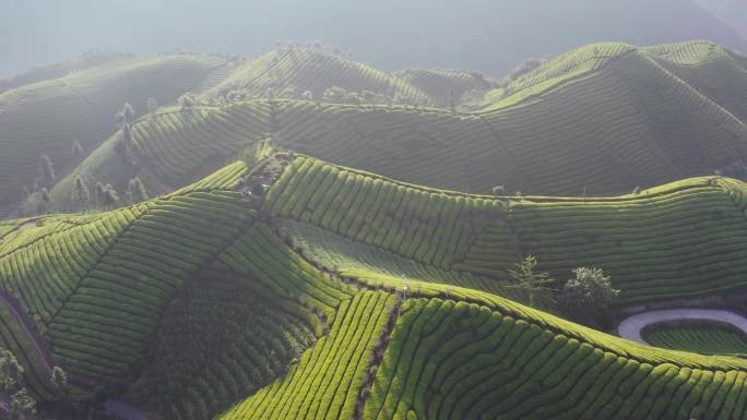 鹤峰走马镇木耳山万亩茶园