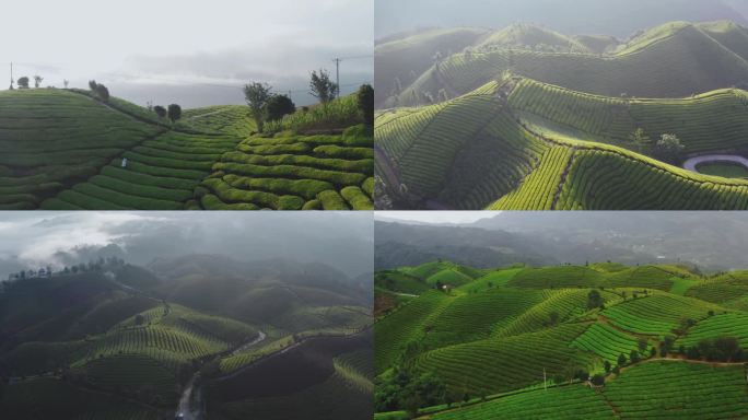 鹤峰走马镇木耳山万亩茶园