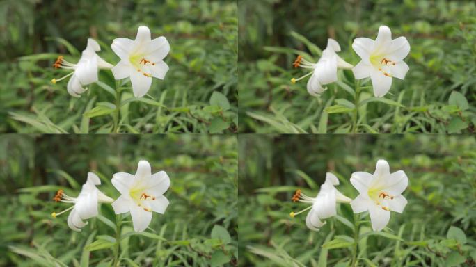 盛开的百合花