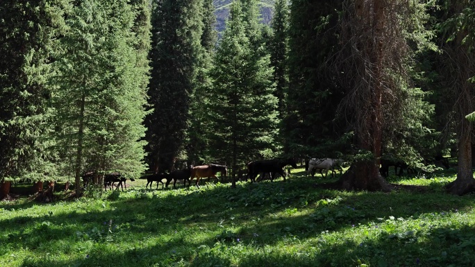 马群在新疆夏塔的森林里走过