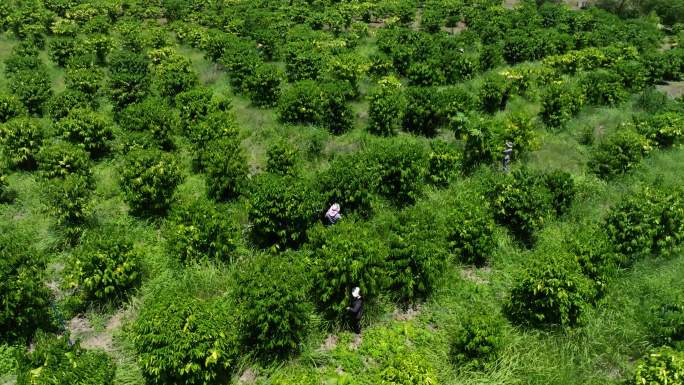 咖啡种植园及采摘
