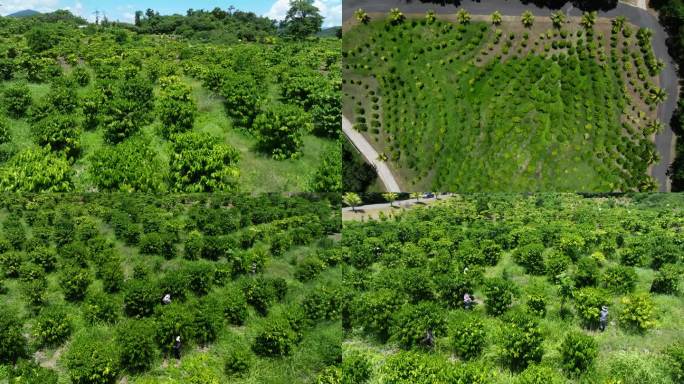 咖啡种植园及采摘